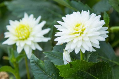 white chrysanthemums in the field in summer