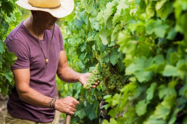 farmer collecting grapes from his vineyard