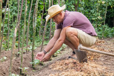 farmer making or harvesting baby lettuce on the farm