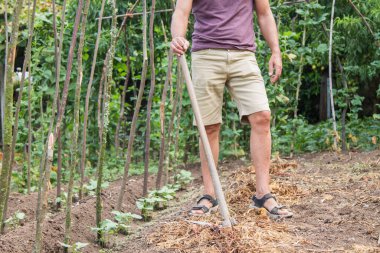 farmer making or harvesting baby lettuce on the farm