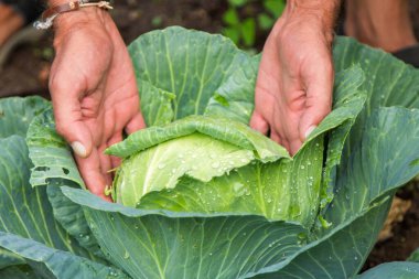 Çiftlikte lahana ya da marullu eller
