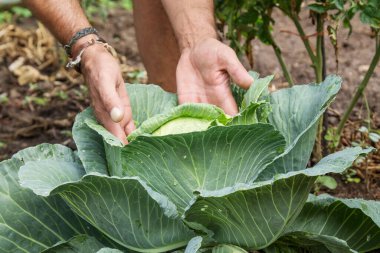 Çiftlikte lahana ya da marullu eller