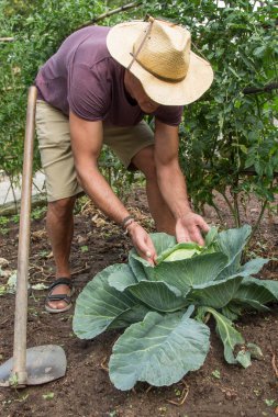 Çiftçi bahçeden marul topluyor.