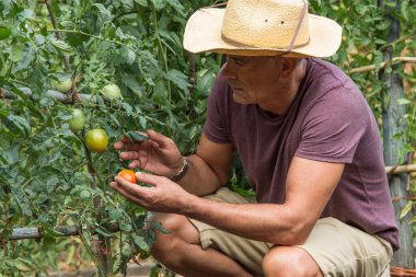 Çiftçi çiftlikte olgun domates topluyor.
