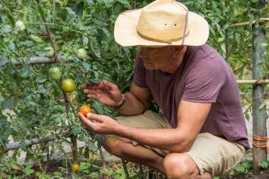 Çiftçi çiftlikte olgun domates topluyor.
