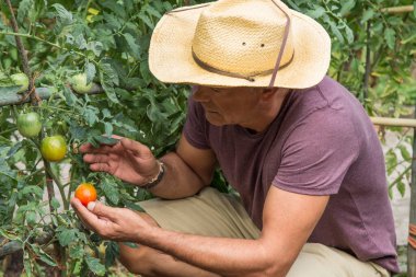 Çiftçi çiftlikte olgun domates topluyor.