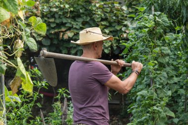 Çiftçinin fındığı çiftliğinde yürüyor.