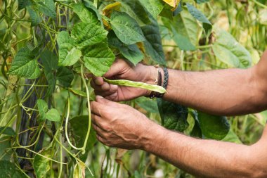 Tarladan yeşil biber topluyorum.
