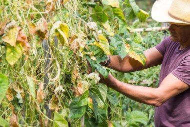 Bahçesinde çalışan çiftçi.