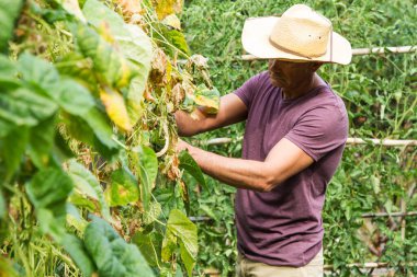 Bahçesinde çalışan çiftçi.
