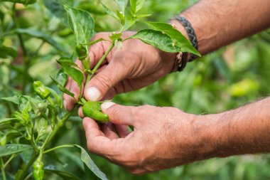 Tarladan yeşil biber topluyorum.