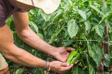 Çiftçi çiftlikten yeşil biber topluyor.