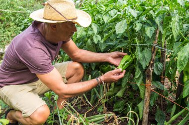 Çiftçi çiftlikten yeşil biber topluyor.