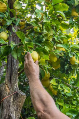 Çiftçi çiftlikteki ağaçtan limon topluyor.