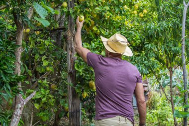 Çiftçi çiftlikteki ağaçtan limon topluyor.