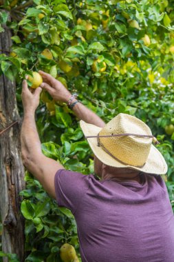 Çiftçi çiftlikteki ağaçtan limon topluyor.