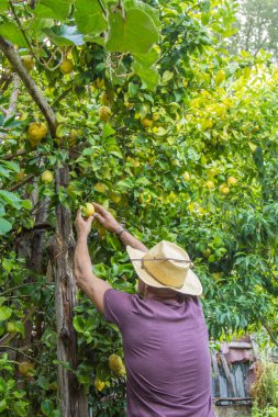 Çiftçi çiftlikteki ağaçtan limon topluyor.