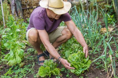 Çiftçi, tarlasından marul topluyor.