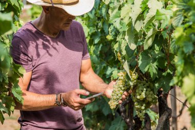 Üzüm bağındaki çiftçi cep telefonu kullanıyor.