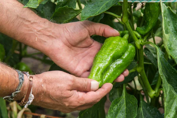 hands with green peppers in the farm