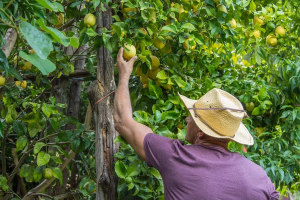 Granjero Recogiendo Limones Del Árbol Granja Imagen De Stock