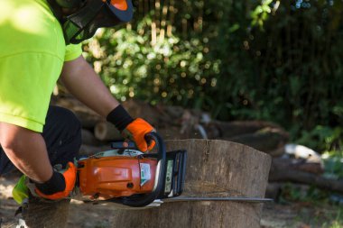 galicia, spain august 24, 2020: forestry worker cutting log with chainsaw
