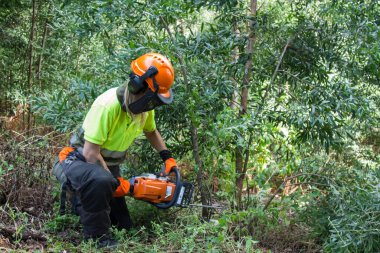 galicia, spain august 24, 2020: forestry woman cutting log with chainsaw