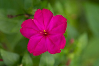 Tarlada yabani çiçekler