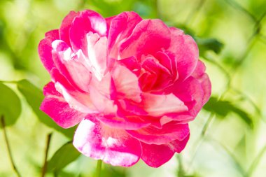 Tarlada pembe güller