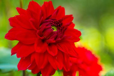 kırmızı kasımpatılar sahada