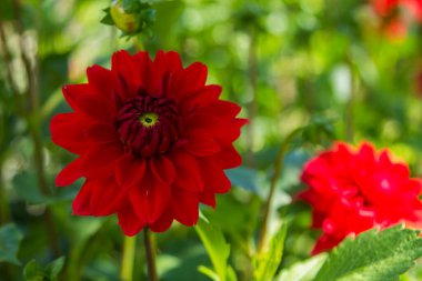 kırmızı kasımpatılar sahada