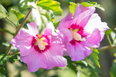 Vahşi leylak çiçekleri tarlada