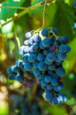 üzüm bağları, demet