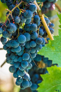 Üzüm bağında siyah üzümler