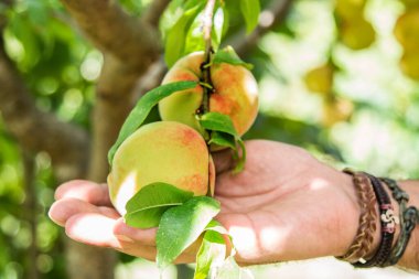 Adam ağaçtan şeftali topluyor.