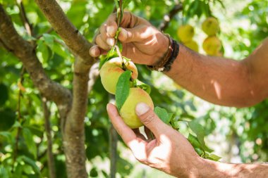 Adam ağaçtan şeftali topluyor.