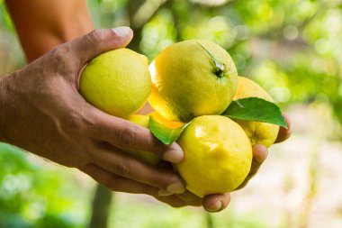 Ağaçtan taze limon topluyorum.