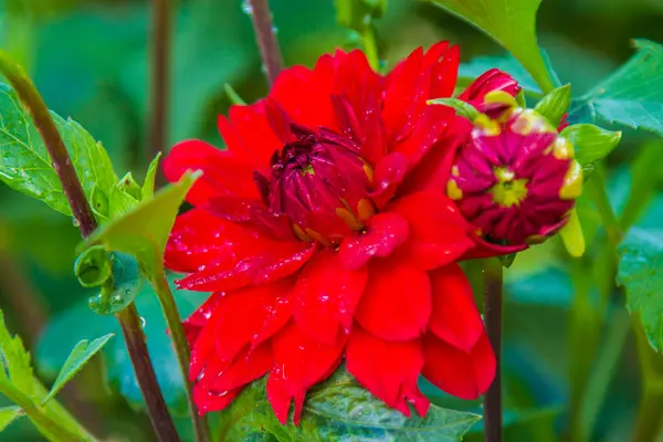 この分野の赤い菊は — ストック写真