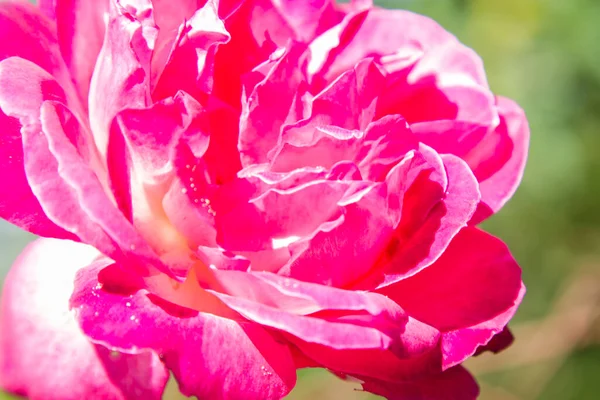 Rosas Rosa Campo — Fotografia de Stock