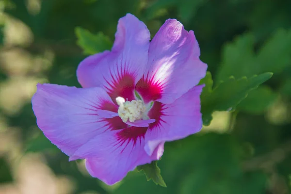 Dzikie Kwiaty Liliowe Polu — Zdjęcie stockowe