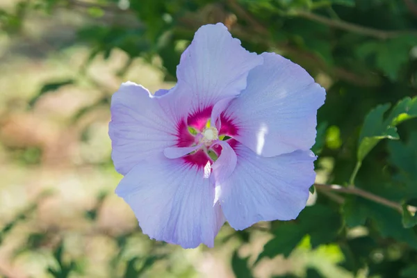 野の野生のライラックの花 — ストック写真