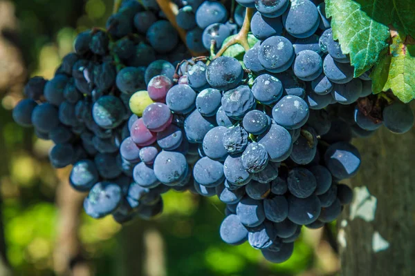 Vinných Hroznů Vinice — Stock fotografie