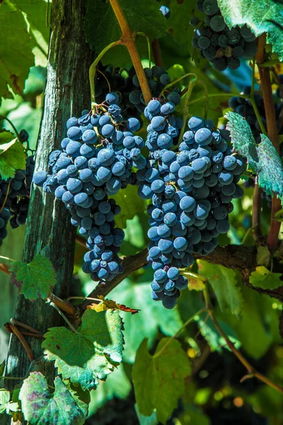 Des Grappes Raisins Dans Les Vignes — Photo