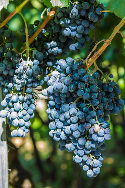 Des Grappes Raisins Dans Les Vignes — Photo