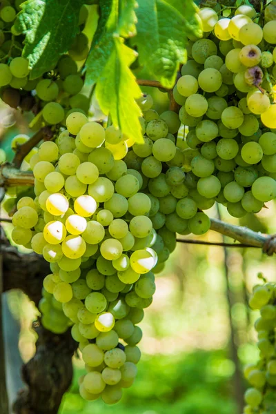 Zoete Druiven Wijngaard — Stockfoto