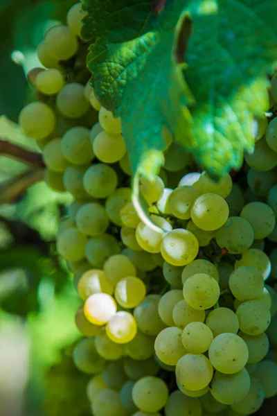 Gele Druiven Wijngaard — Stockfoto