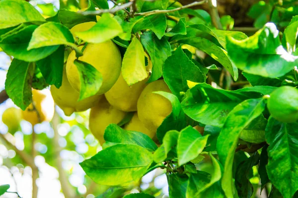 Gula Citroner Trädet — Stockfoto