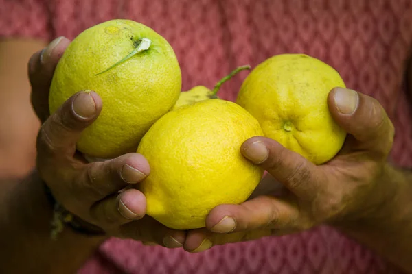 Skörda Färska Citroner Från Trädet — Stockfoto