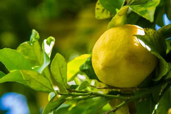 Gula Citroner Trädet — Stockfoto