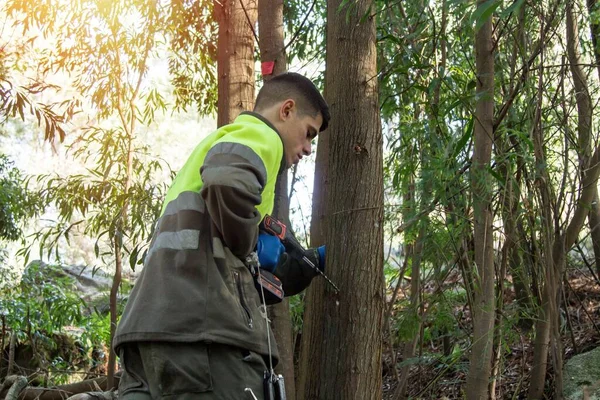 삼림에서 나무를 죽이기 물질을 주입하여 나무를 시추하는 작업자들 — 스톡 사진